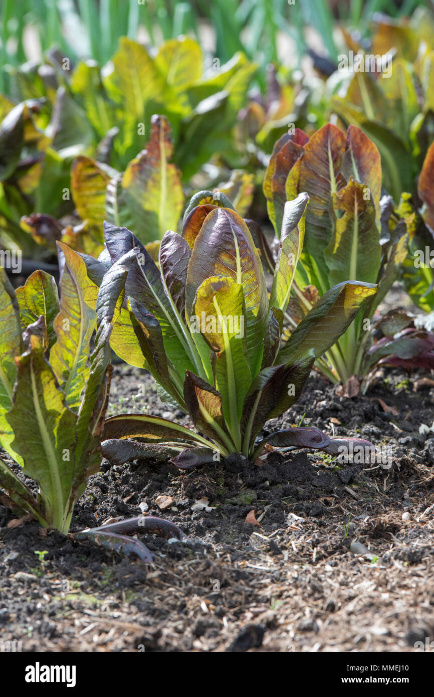 La chicorée 'Rossa di Treviso'. 'Radicchio Rossa di Treviso' croissant dans un potager au début du printemps. UK Banque D'Images