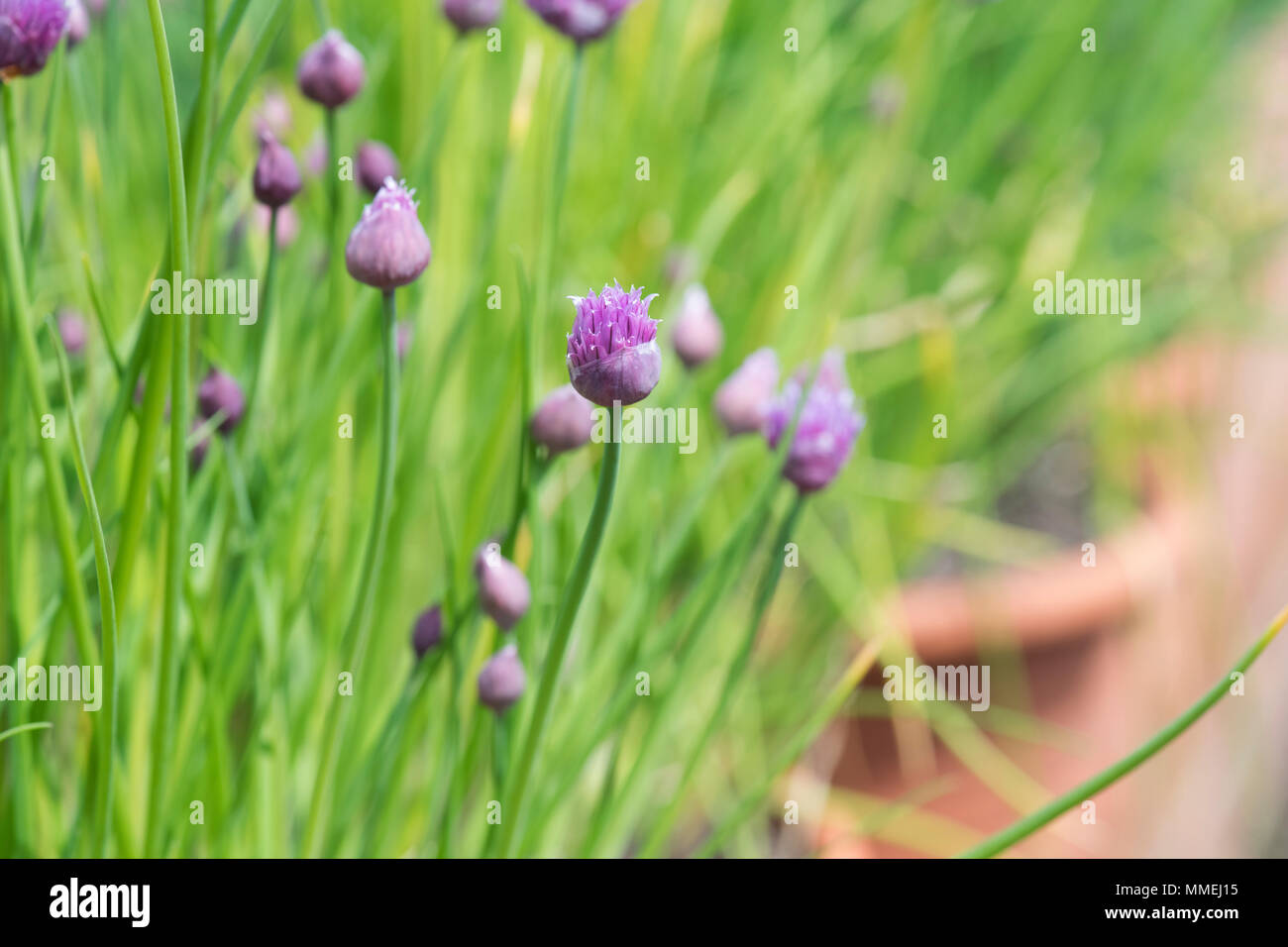 Allium schoenoprasum 'Biggy'. "Biggy" ciboulette fleurs en bouton Banque D'Images