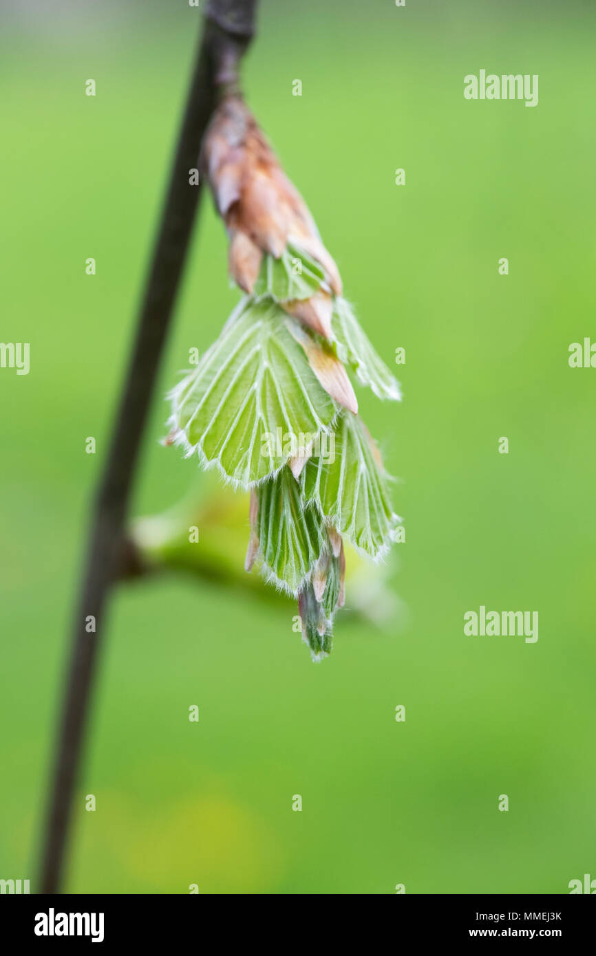 Fagus sylvatica 'Pendula'. Nouvelles fraîches feuilles de hêtre pleureur en émergence au printemps. UK Banque D'Images