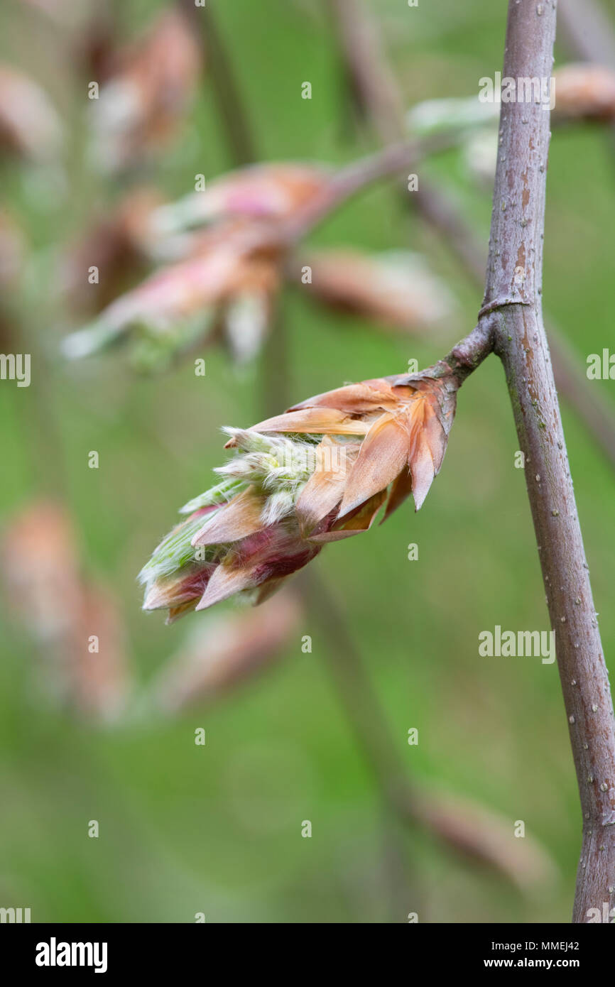 Fagus sylvatica 'Pendula'. Nouvelles fraîches feuilles de hêtre pleureur en émergence au printemps. UK Banque D'Images