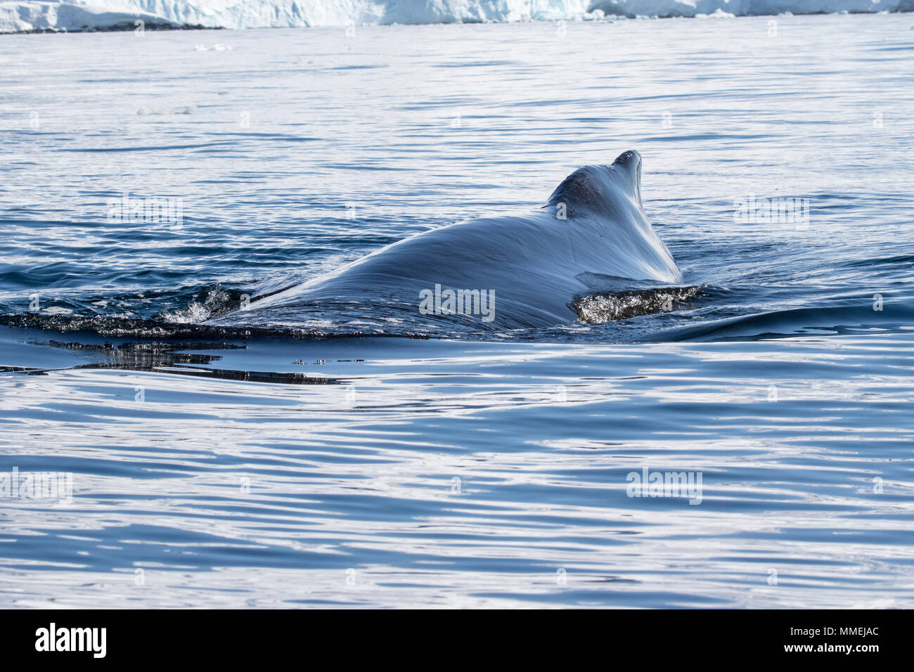 Baleine à bosse Megaptera novaeangliae, adulte nager à la surface de l'eau, montrant les balanes sur corps, Fournier Bay, Antarctique Banque D'Images