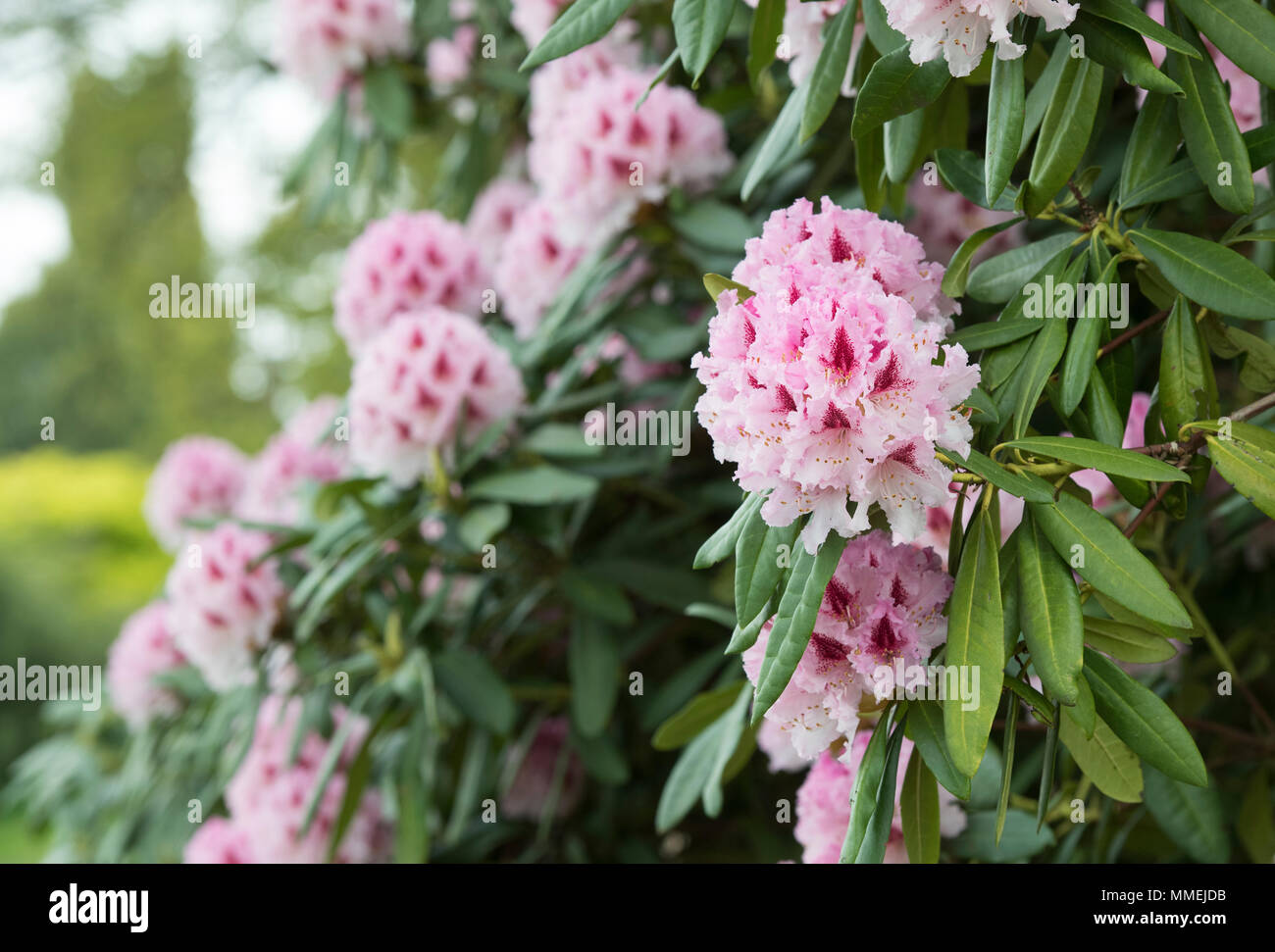 Rhododendron 'Prince camille de rohan' la floraison au printemps. UK. Azalea Fleurs Banque D'Images