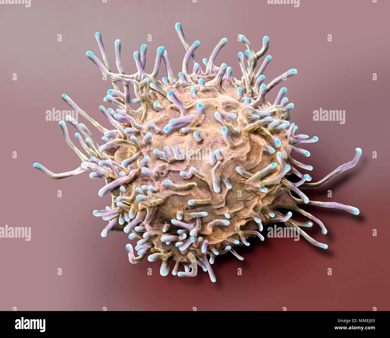 Des lymphocytes T activés. Couleur de l'analyse des électrons Microphotographie (SEM) de l'activation des lymphocytes T à partir d'un échantillon de sang humain. Les lymphocytes T, ou cellules T, Banque D'Images