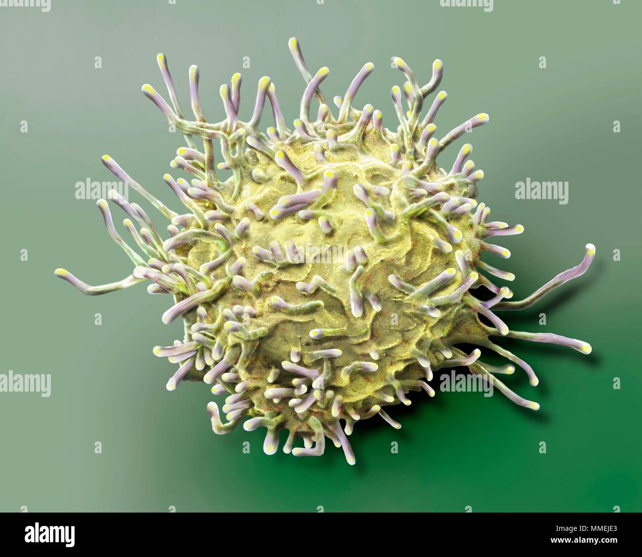 Des lymphocytes T activés. Couleur de l'analyse des électrons Microphotographie (SEM) de l'activation des lymphocytes T à partir d'un échantillon de sang humain. Les lymphocytes T, ou cellules T, Banque D'Images