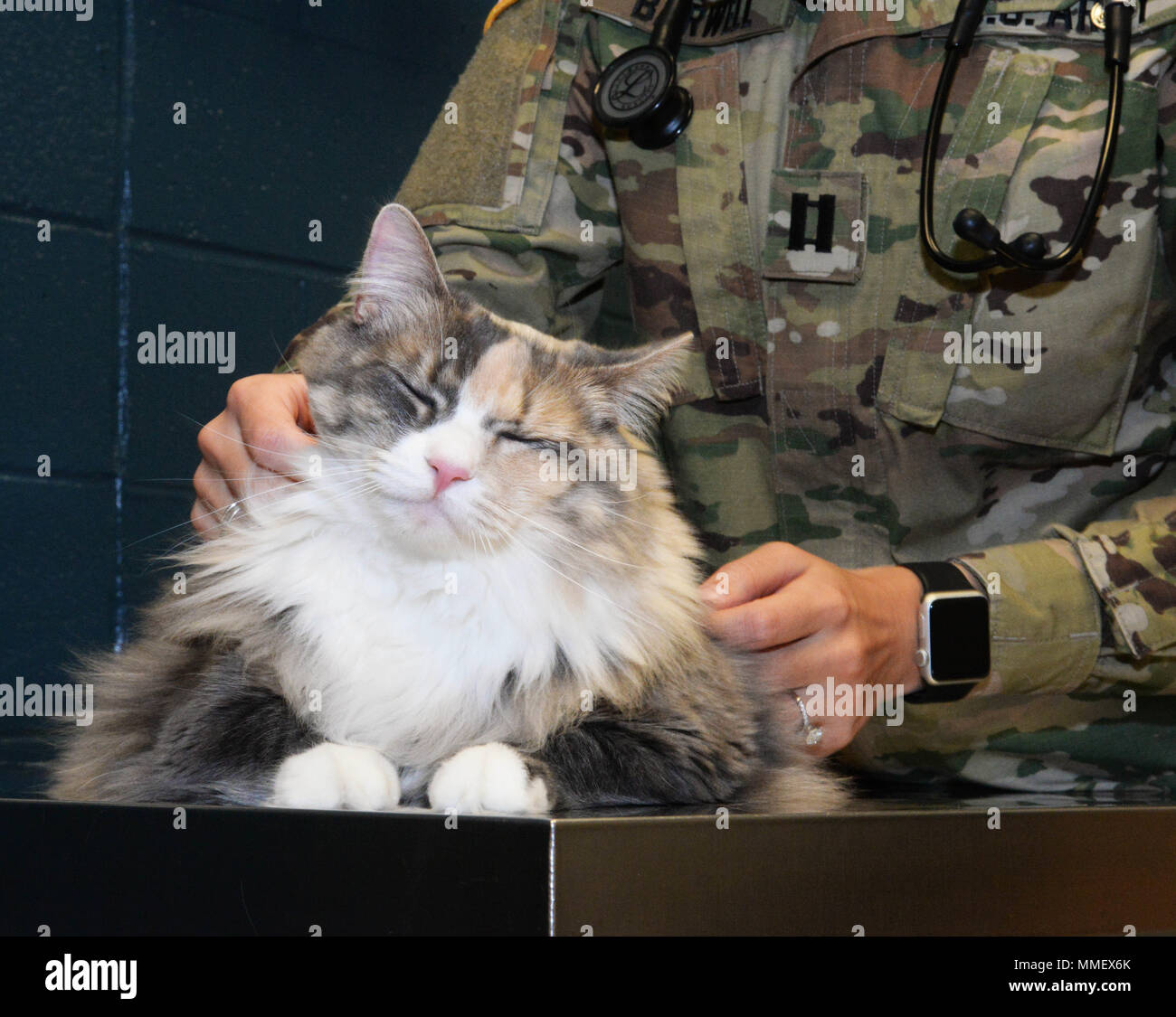Daisy Un Chat Appartenant A Tech Le Sgt Todd Livingston Un Technicien De Production D Energie Electrique Attribuee Au 28e Escadron De Genie Civile Obtient Un Bilan De L Armee Par Le Capitaine Casey Daisy Un Chat Appartenant A Tech Le Sgt Todd Livingston Un Technicien De Production D Energie Electrique Attribuee Au 28e Escadron De Genie Civile Obtient Un Bilan De L Armee Par Le Capitaine Casey
