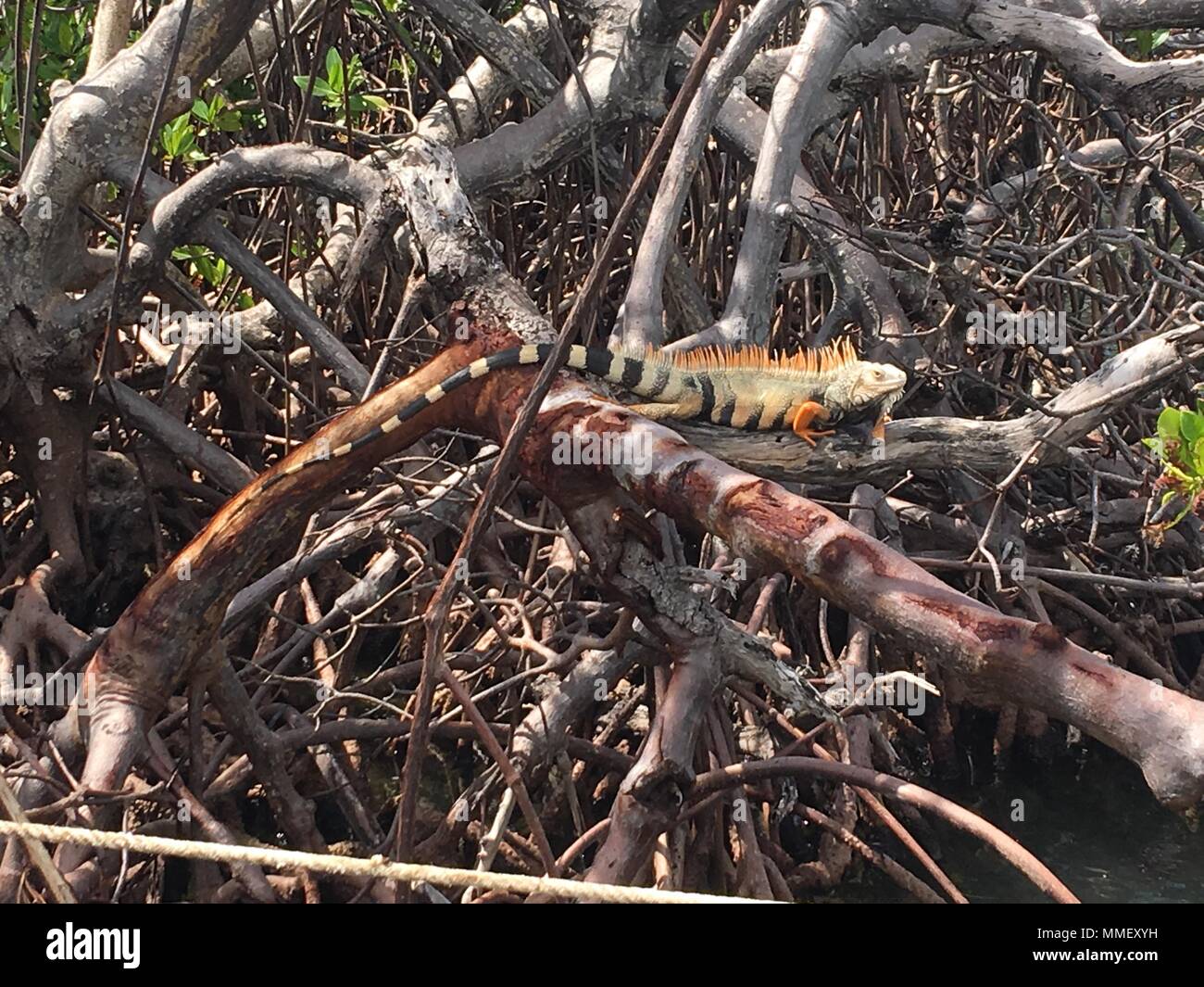 Un iguane se trouve dans la mangrove autour d'un bâtiment coulé causés par l'Ouragan Maria à Salinas, Puerto Rico, le 31 octobre 2017. Une partie de la mission FSE-10 est de protéger les habitats et les espèces menacées et en voie de disparition de l'impact de la pollution causée par les navires endommagés. En venant en contact avec les lamantins tout le travail effectué par la commande doit cesser jusqu'à ce que l'animal quitte la zone pour éviter les blessures. La FSE Maria-10 PR Commandement unifié, composé du Ministère des Ressources naturelles et environnementales, la Garde côtière en collaboration avec le Porto Rico la qualité de l'environnement (suite) Banque D'Images