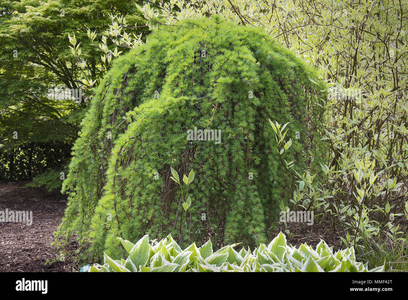 Larix kaempferi mélèze japonais ou dans un jardin paysager avec d'autres arbres et arbustes dans l'arrière-plan. Banque D'Images