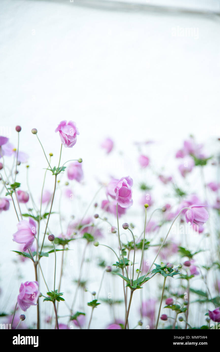 Dans un jardin en Angleterre counrty cornish Banque D'Images