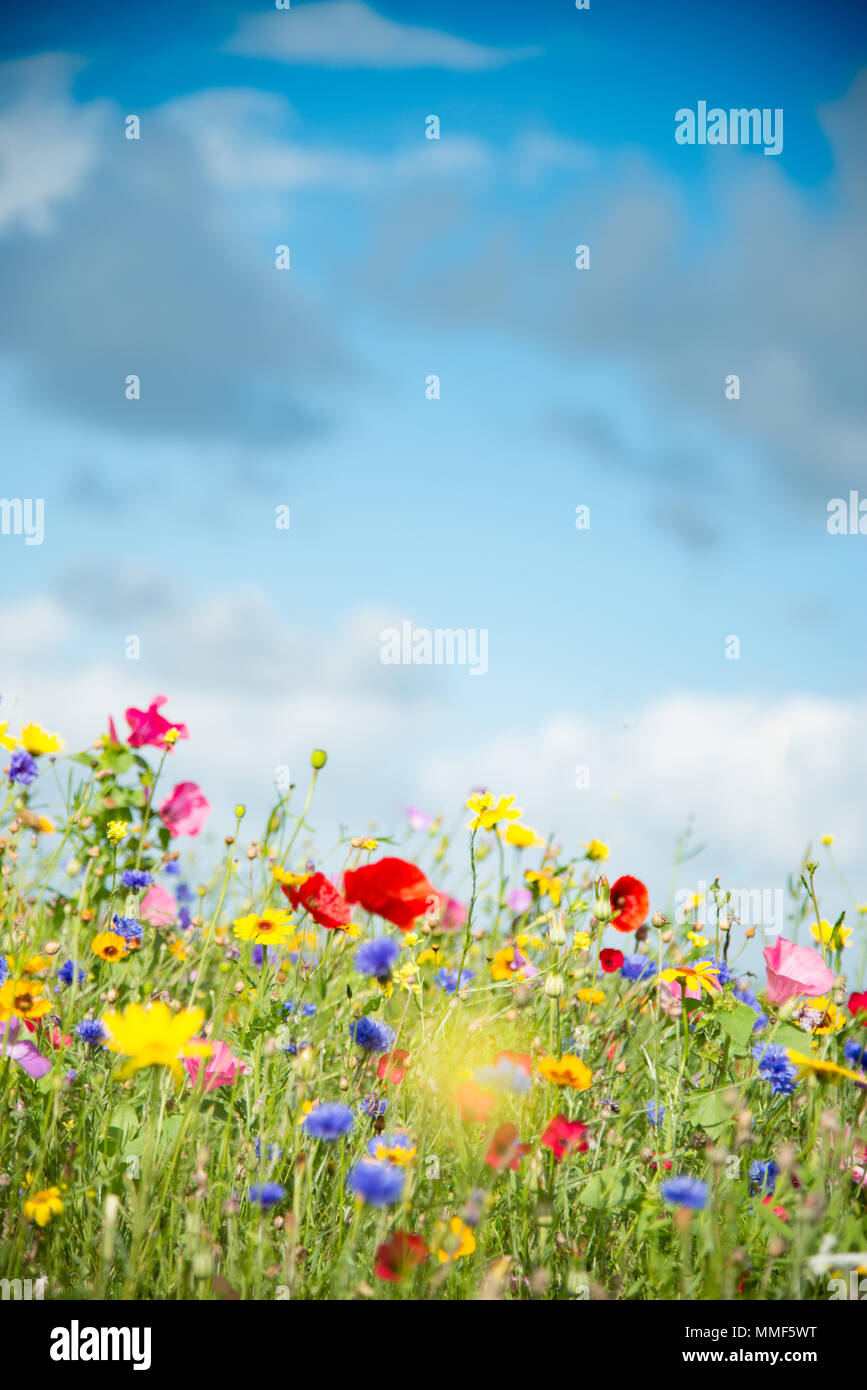 Wild Flower Meadow au Pays de Galles Banque D'Images