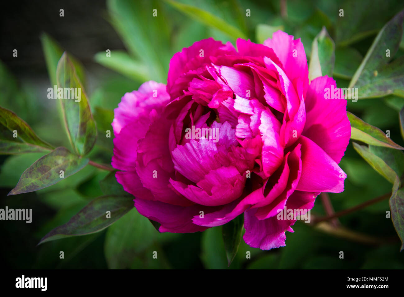 La pivoine dans un parc de la ville Banque D'Images