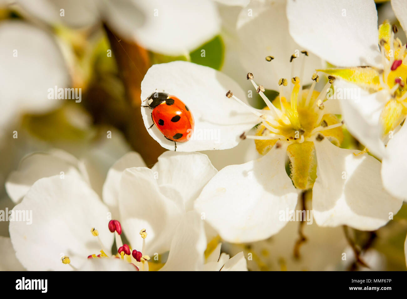 Avril, printemps, fleurs de pommier dans le verger avec une coccinelle  Photo Stock - Alamy