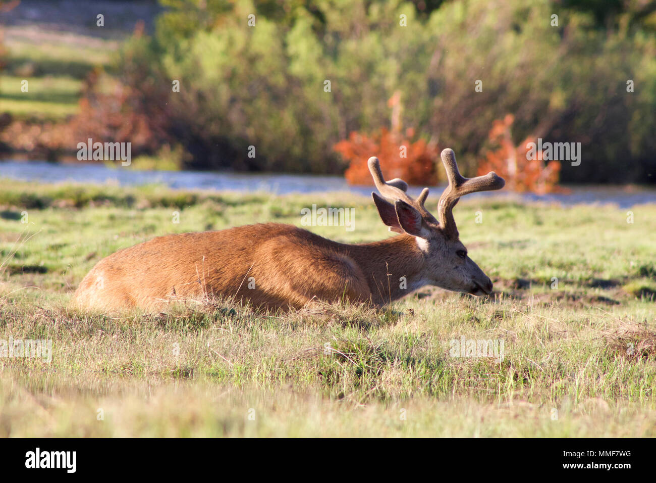 Deer Resting in Yosemite Banque D'Images