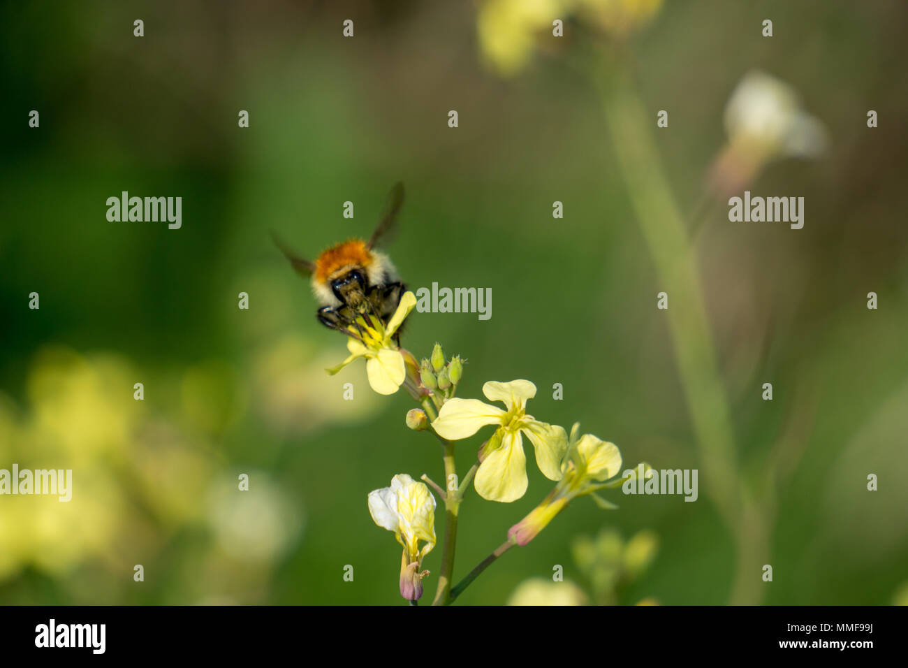 Le bourdon en fleur te Banque D'Images