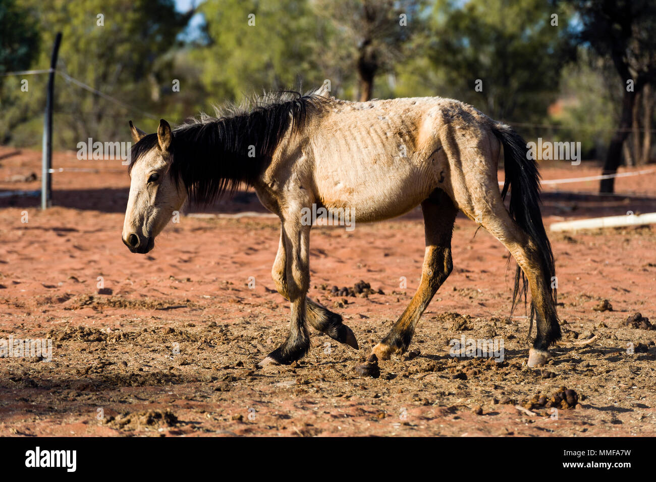 Un cheval sauvage secouru malsaine appelé brumby dans un corral sur une station de l'outback. Banque D'Images