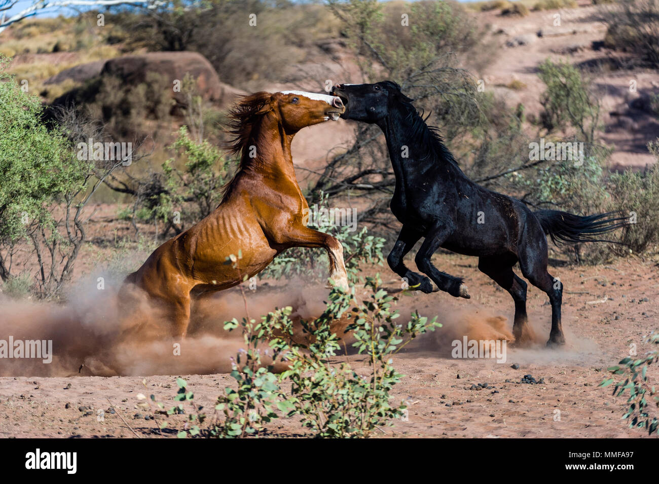 Une paire de chevaux cheval sauvage appelée brumby combats dans le désert. Banque D'Images