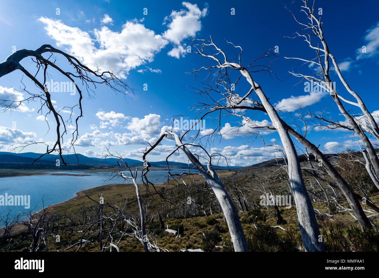 Une forêt d'eucalyptus gommiers neige morte sur le bord d'un lac artificiel tués par le feu. Banque D'Images