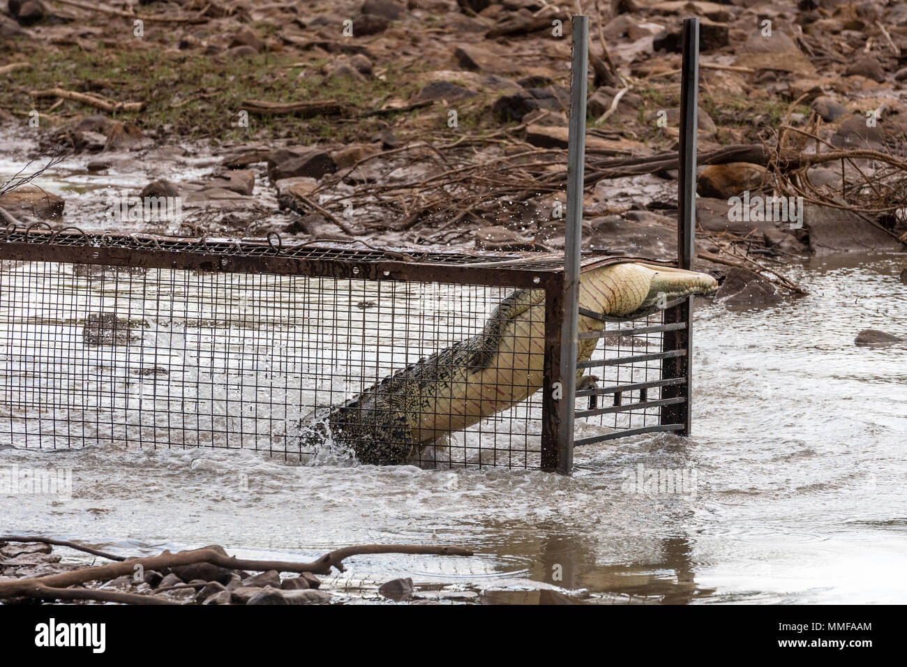 Un Saltwater Crocodile tente de s'échapper d'une cage. Banque D'Images