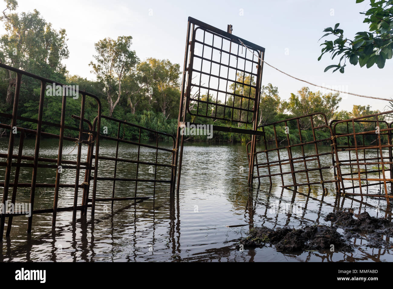 Une cage d'acier dans un piège à eau billabong un crocodile d'eau salée. Banque D'Images