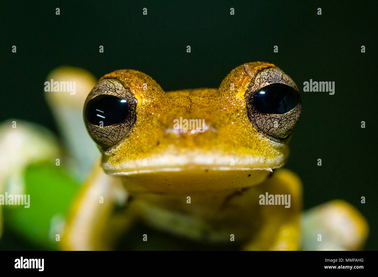 Yeux exorbités et peau jaune dans un closeup portrait of a Gunter's bagué grenouille d'arbre. Banque D'Images