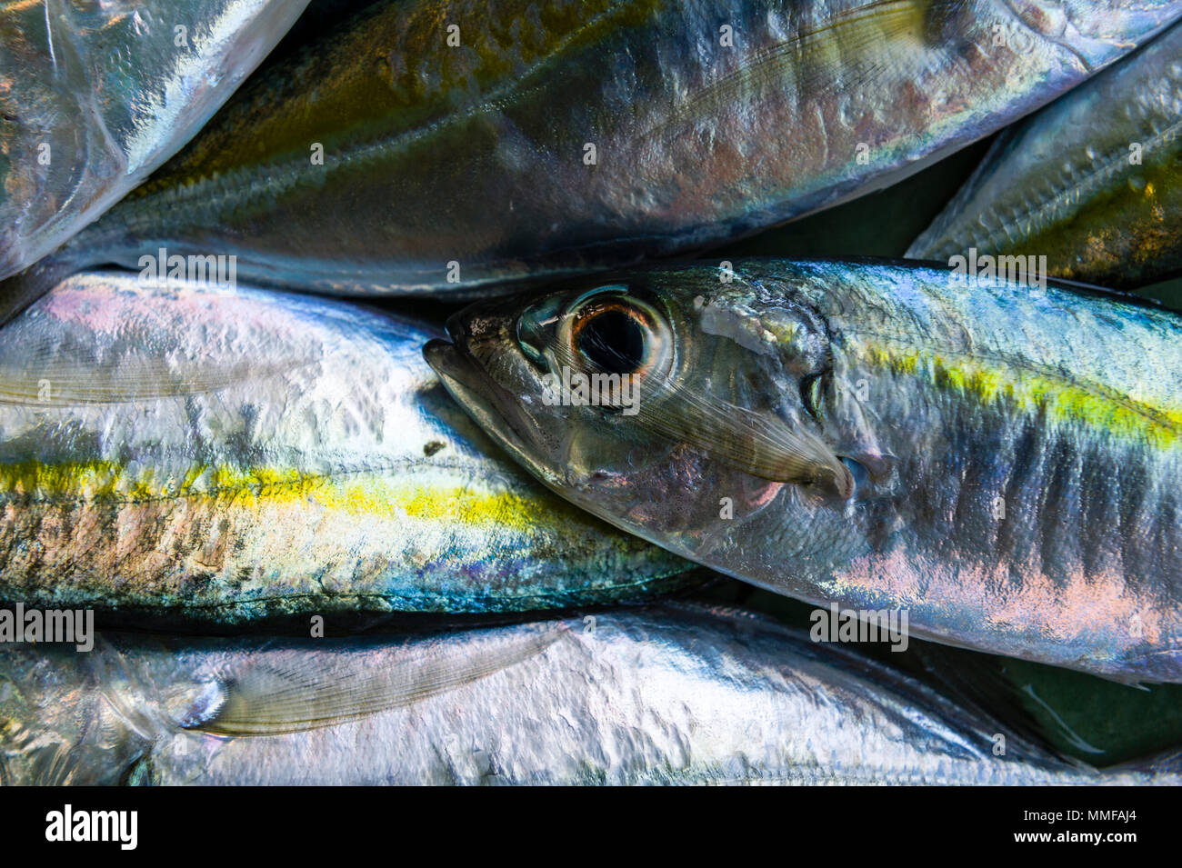 Poissons d'argent frais pour la vente dans un marché de l'île. Banque D'Images