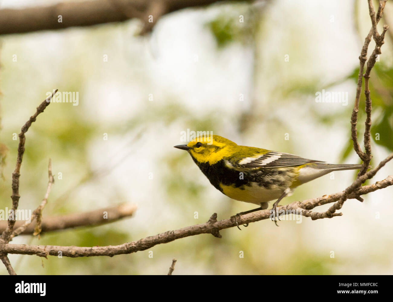 Paruline verte à gorge noire. C'est sombre et bib noir face jaune vif est unique parmi les oiseaux de l'Est, et c'est la persistance de la chanson 'zoo-Zee, zoo-z Banque D'Images