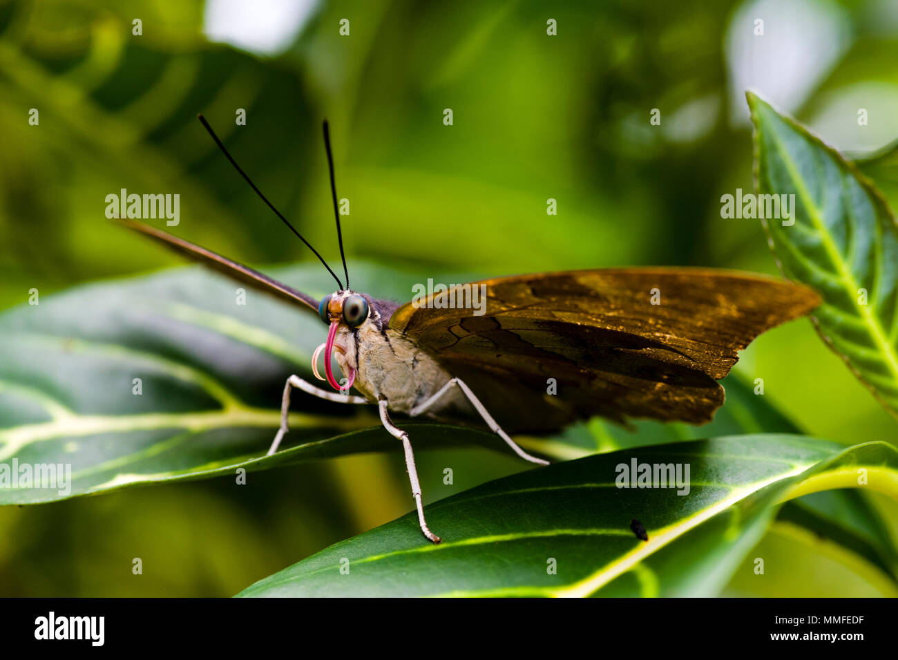 Un zèbre Longwing Butterfly se percher sur une feuille panachée. Banque D'Images