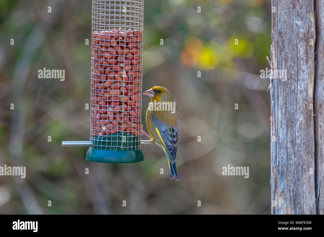 Verdier d'Europe, Chloris chloris, manger dans la mangeoire, Catalogne, Espagne Banque D'Images