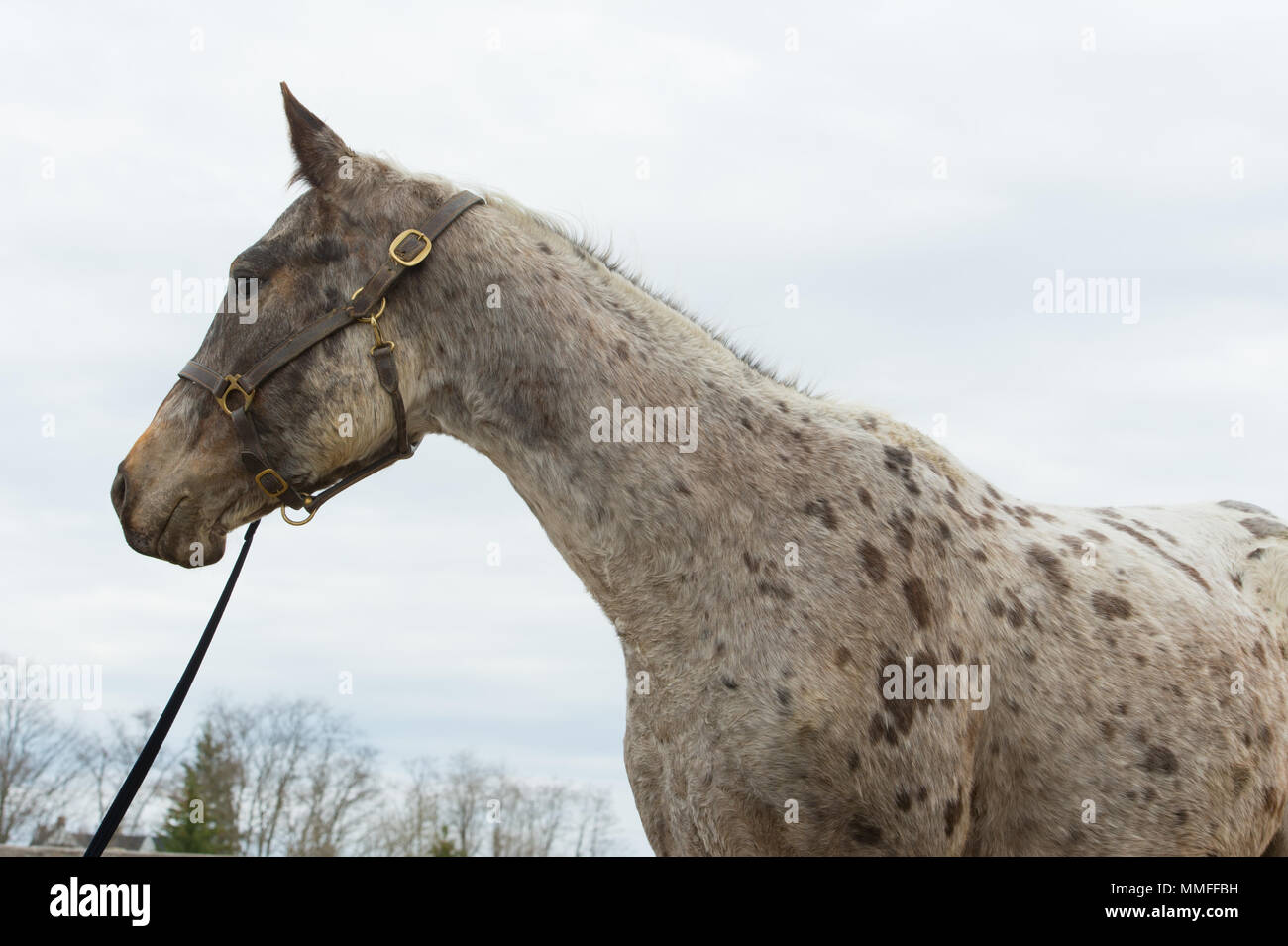 Tête et épaules de repéré appaloosa gelding Banque D'Images