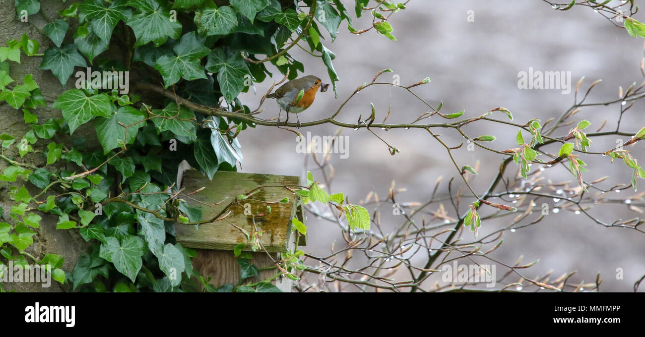 Lurgan, County Armagh, en Irlande du Nord, Royaume-Uni. 11 mai 2018. Royaume-uni - un après-midi de polluants et parfois de fortes pluies sont maintenant effacer. Malgré la pluie il y a encore des bouches à nourrir et ce robin, met encore de la nourriture pour la famille. Crédit : David Hunter/Alamy Live News. Banque D'Images