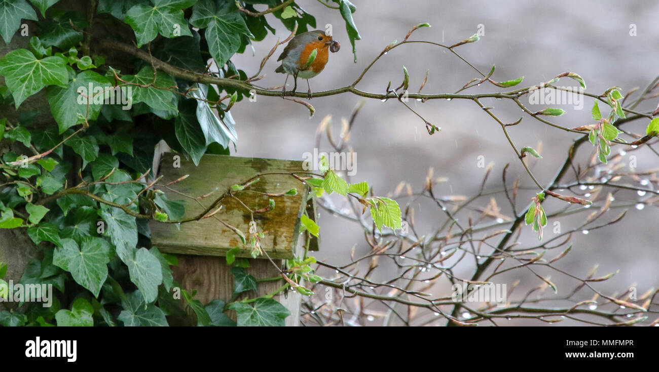 Lurgan, County Armagh, en Irlande du Nord, Royaume-Uni. 11 mai 2018. Royaume-uni - un après-midi de polluants et parfois de fortes pluies sont maintenant effacer. Malgré la pluie il y a encore des bouches à nourrir et ce robin, met encore de la nourriture pour la famille. Crédit : David Hunter/Alamy Live News. Banque D'Images