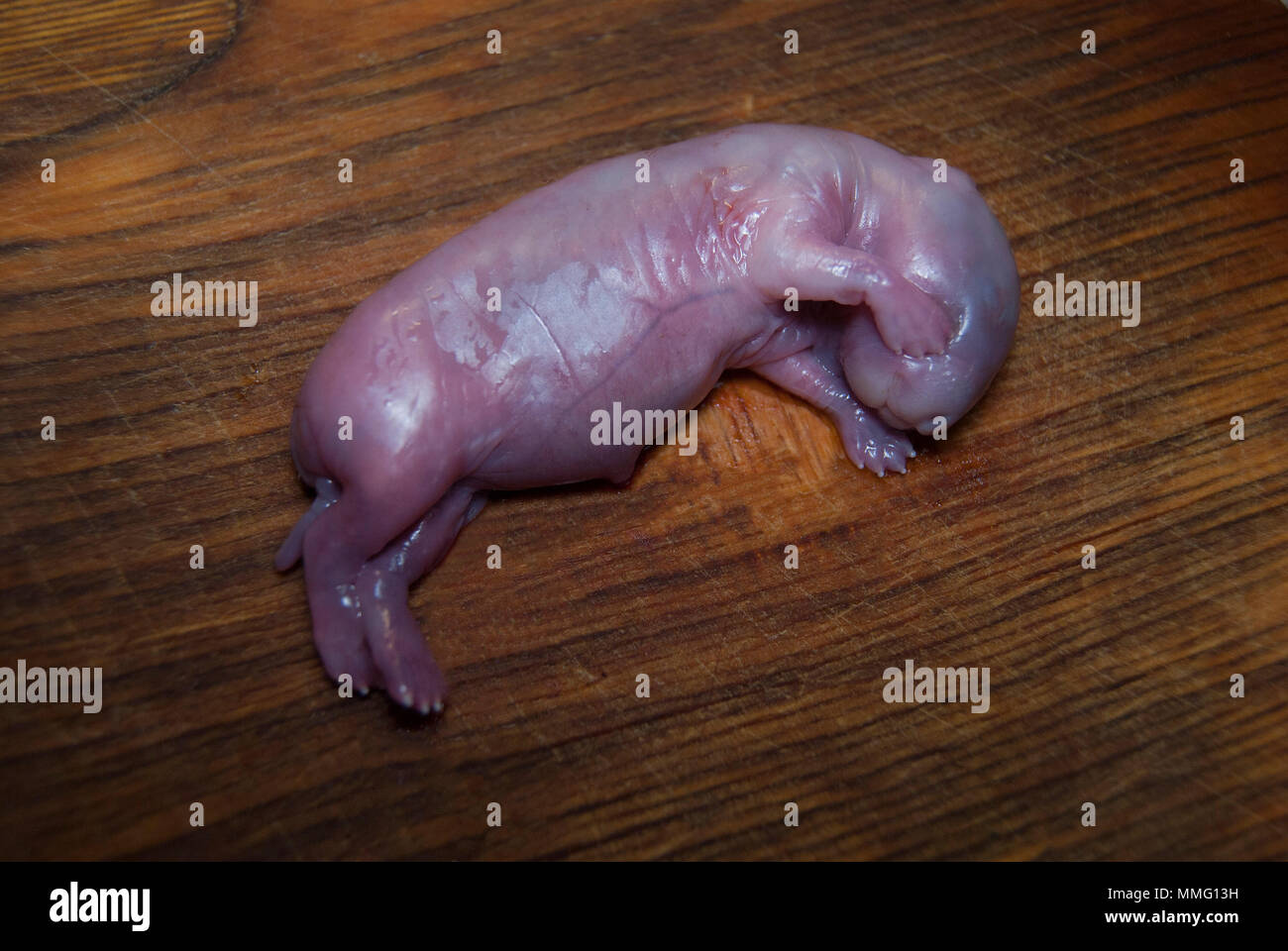L'embryon à naître morts d'un lapin. Foetus avorté. Banque D'Images