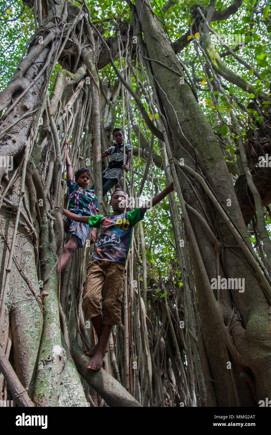 , Le Bangladesh Narayanganj- 12 août, 2015 : les enfants jouer dans l'arbre. Le Grand Banyan est un ancien arbre situé dans la région de Narayanganj,, près de Dhaka, Bang Banque D'Images