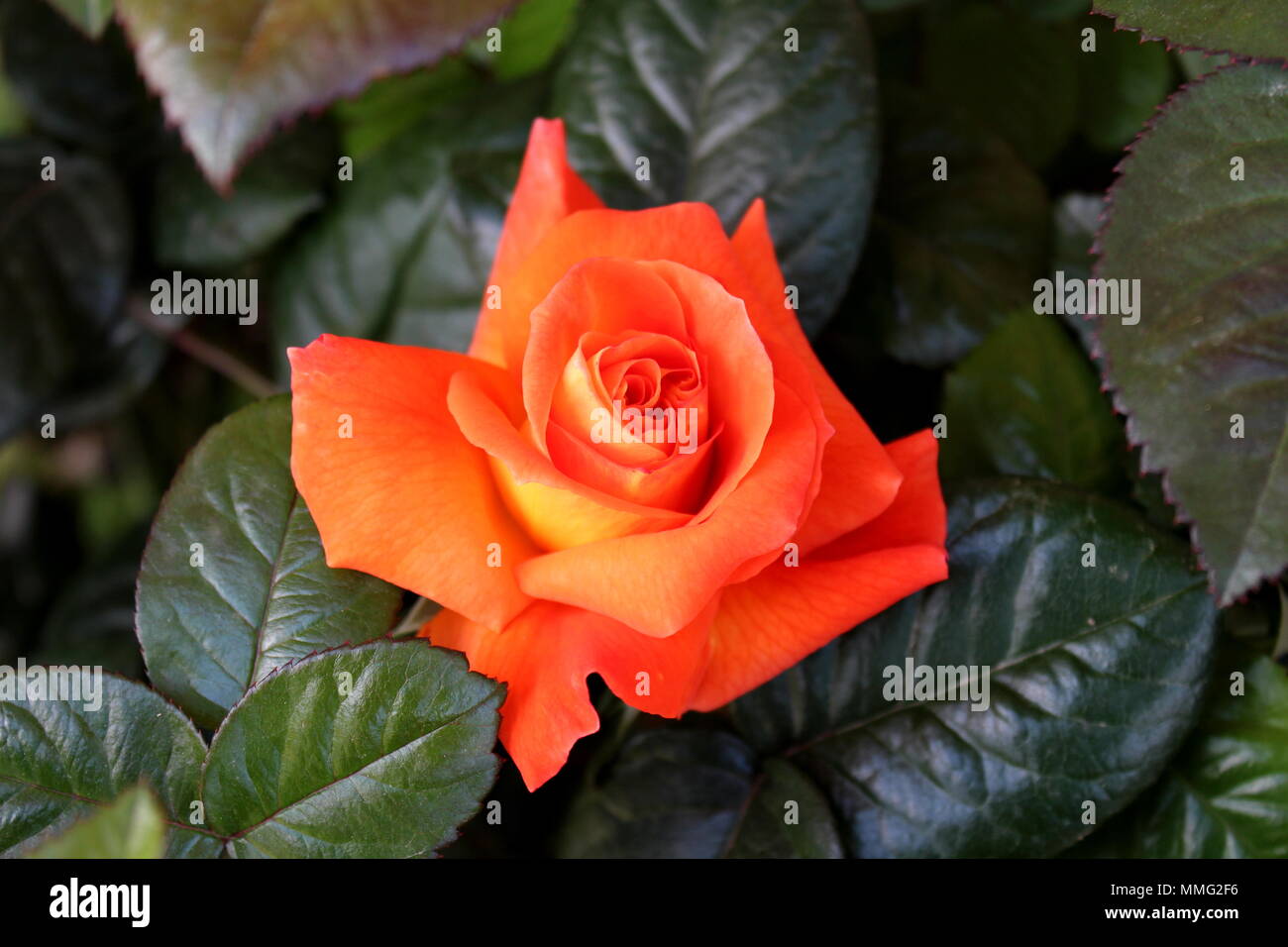 Orange Blossom rose unique entouré d'une épaisse couche de feuilles vert foncé sur le printemps chaud Banque D'Images