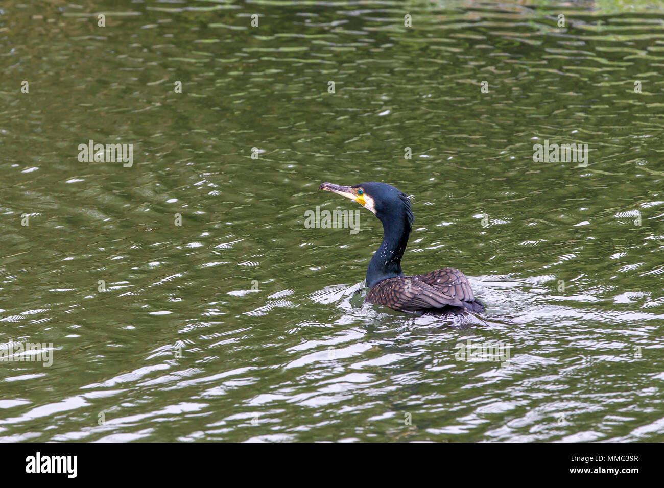 Cormorant. Phalacrocurax cabo (Phalacrocoracidés) dans la région de Abington Park Lake, Northampton, Royaume-Uni Banque D'Images