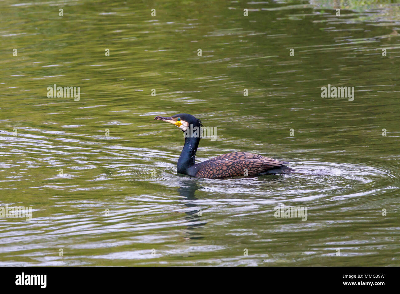 Cormorant. Phalacrocurax cabo (Phalacrocoracidés) dans la région de Abington Park Lake, Northampton, Royaume-Uni Banque D'Images