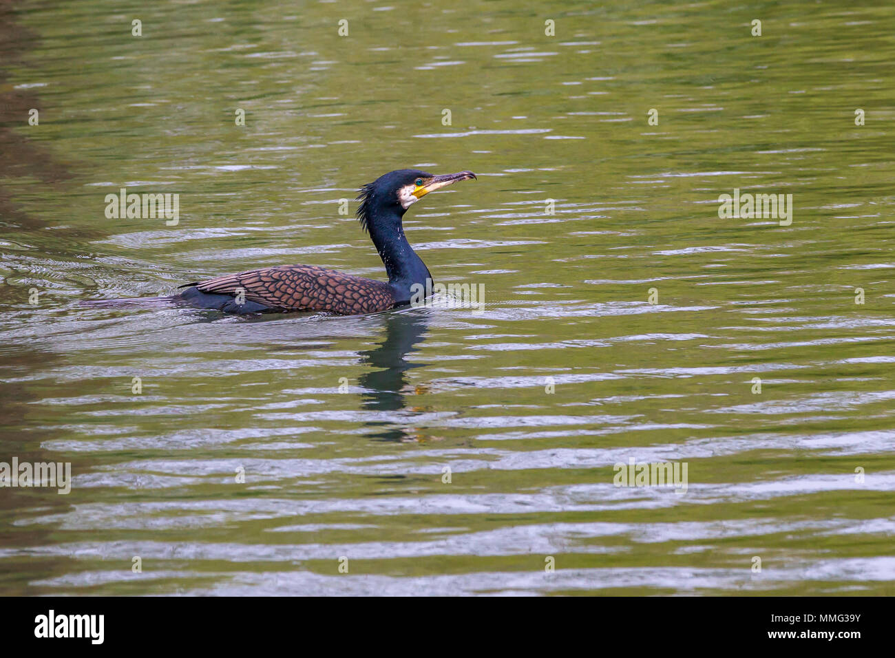 Cormorant. Phalacrocurax cabo (Phalacrocoracidés) dans la région de Abington Park Lake, Northampton, Royaume-Uni Banque D'Images