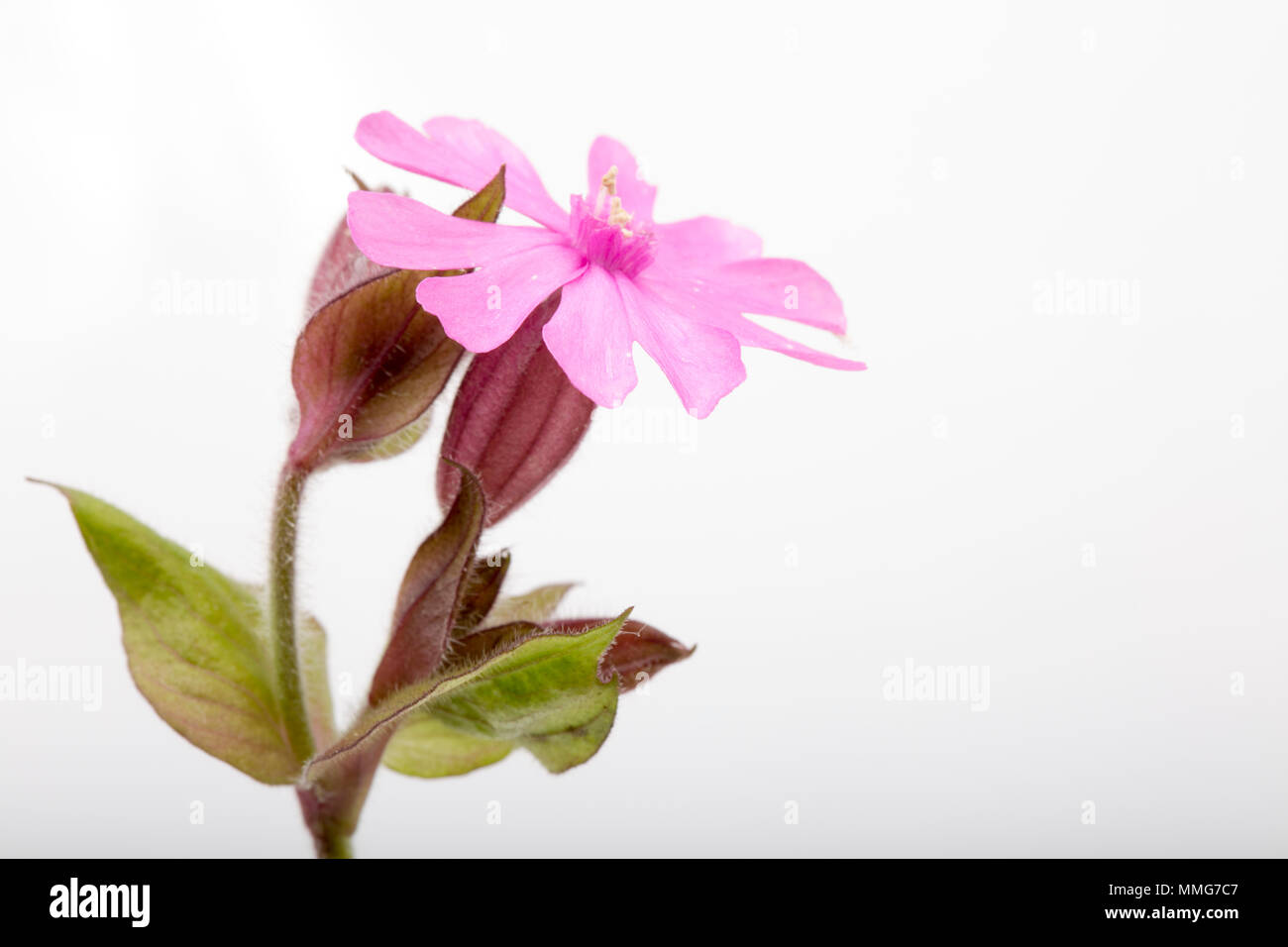 Red campion, Silene dioica, photographié sur un fond blanc qui pousse sur les rives de la rivière Stour Dorset Dorset, Angleterre Royaume-uni GB Banque D'Images