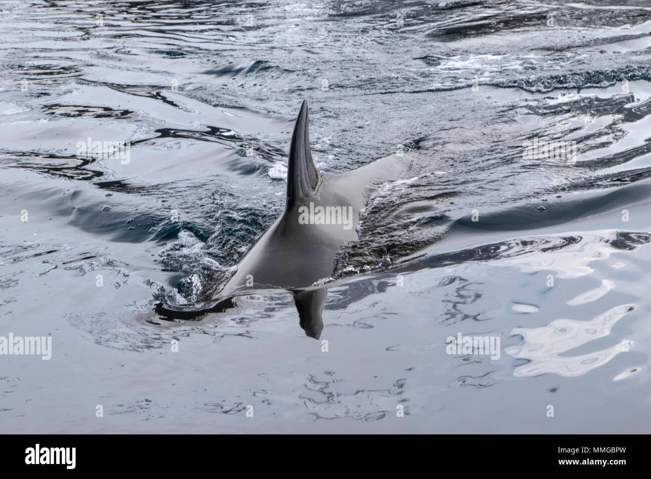 Petit rorqual de l'Antarctique Balaenoptera bonaerensis hot se nourrir dans la mer, montrant la surface dorsale, dans les eaux côtières, l'Antarctique Banque D'Images