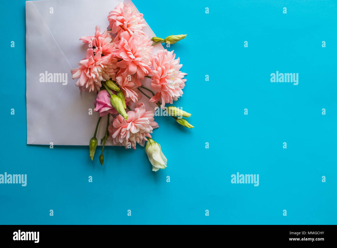 Chrysanthème rose fleurs et ranunculus fleurs, cadeau ou présent, enveloppe sur fond bleu. La Fête des mères, anniversaire, Saint Valentin, Womens Day, célébration concept. Banque D'Images