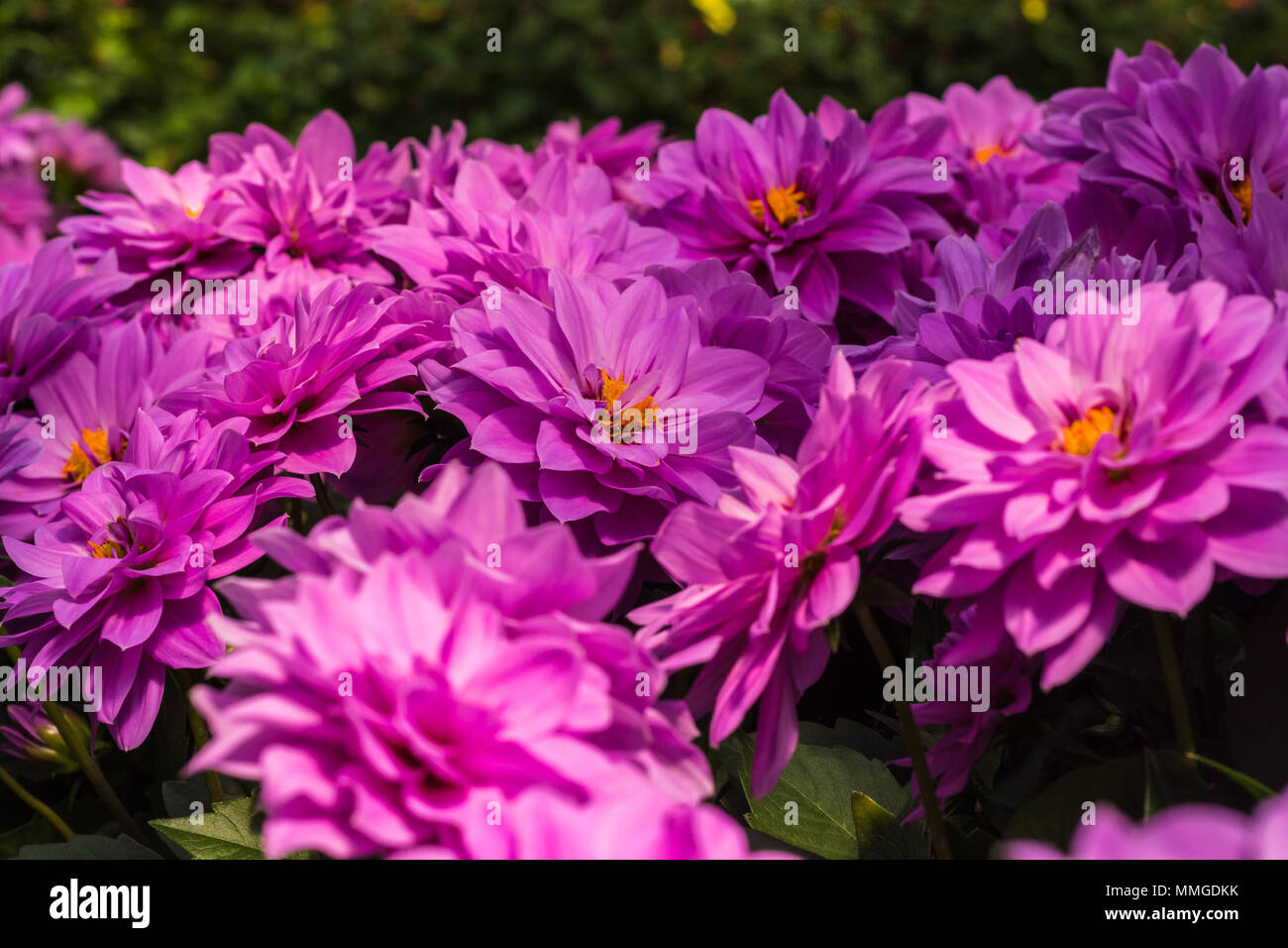 Vue rapprochée de la fleur dahlia commune montrant des couleurs vives et éclatantes et les plantes à fleurs Banque D'Images