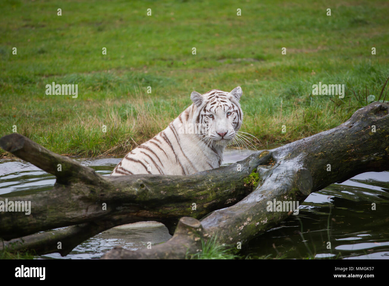 Tigre blanc dans l'eau