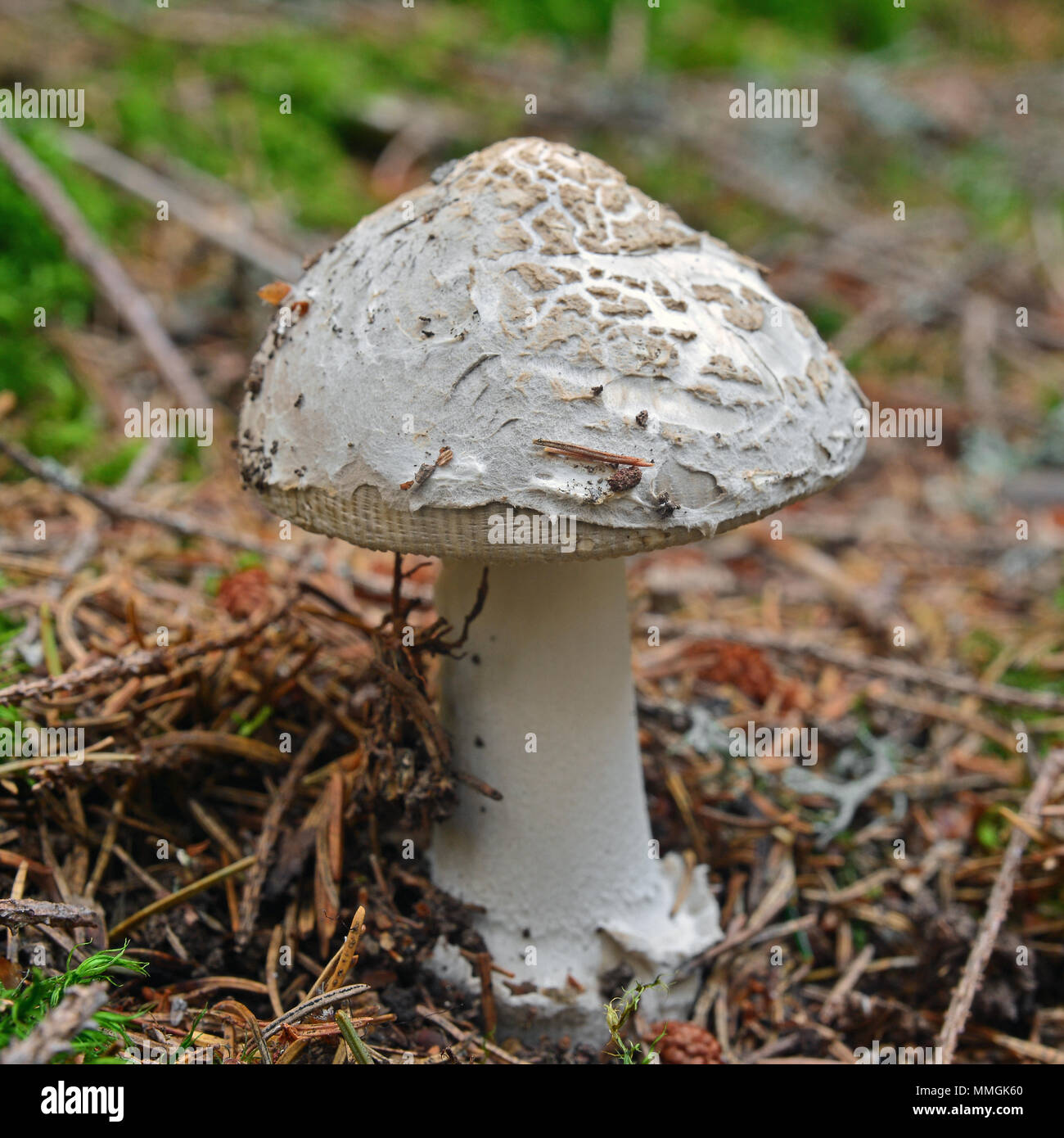 Champignon amanita ceciliae, connue comme la grisette amanite étranglée ou peau de serpent Banque D'Images