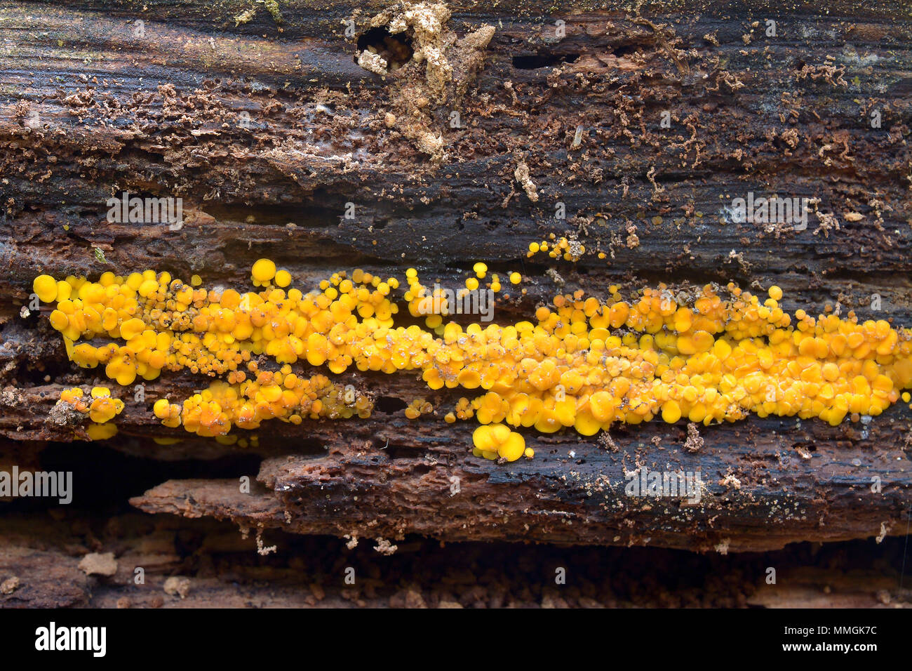 Bisporella citrina champignon, connu comme le citron jaune et discothèque Fairy cup Banque D'Images