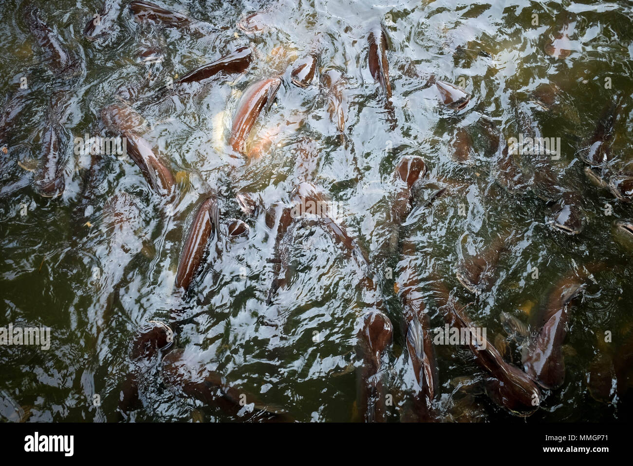 Poisson-chat rayé irisé, requin, poisson-chat Sutchi dans zone du temple Banque D'Images