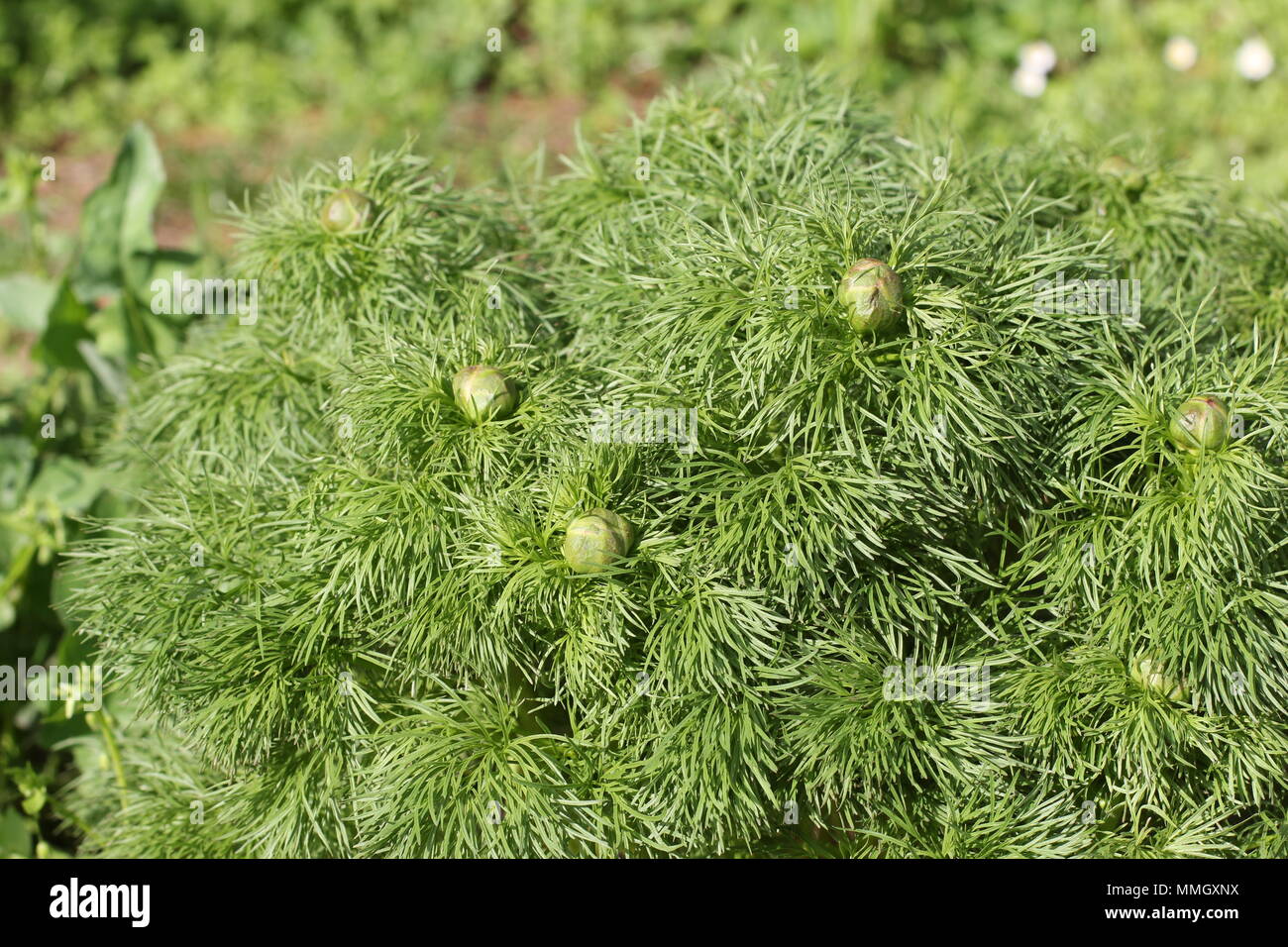 Des boutons de fleurs d'espèces sauvages de rouge à feuilles fines de la pivoine (Paeonia tenuifolia) Banque D'Images