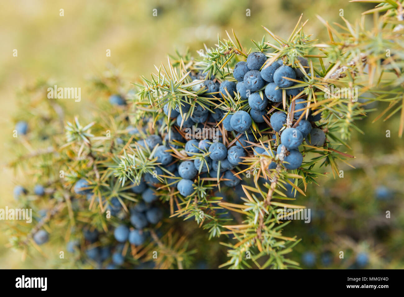 форма шишкоягоды можжевельника. джин на можжевеловых ягодах. можжевельник мунглоу. можжевельник стэнли. из какого можжевельника делают.