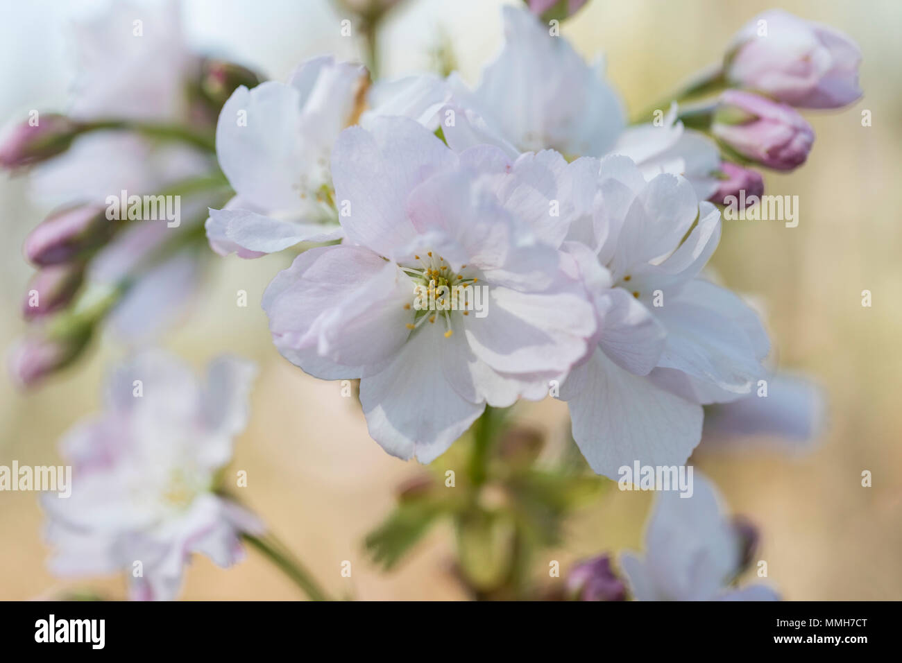 Gros plan sur Prunus serrulata Amanogawa, floraison des cerisiers en fleurs au printemps, Angleterre, Royaume-Uni Banque D'Images