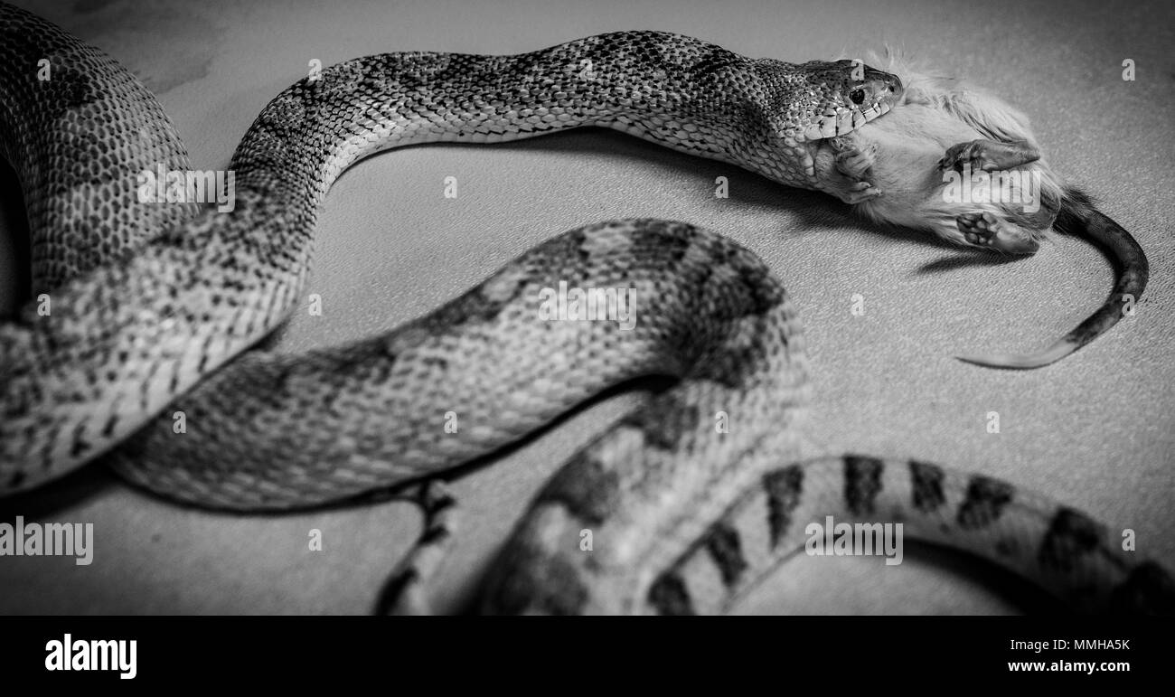 Rat Vs Snake Banque D'Images