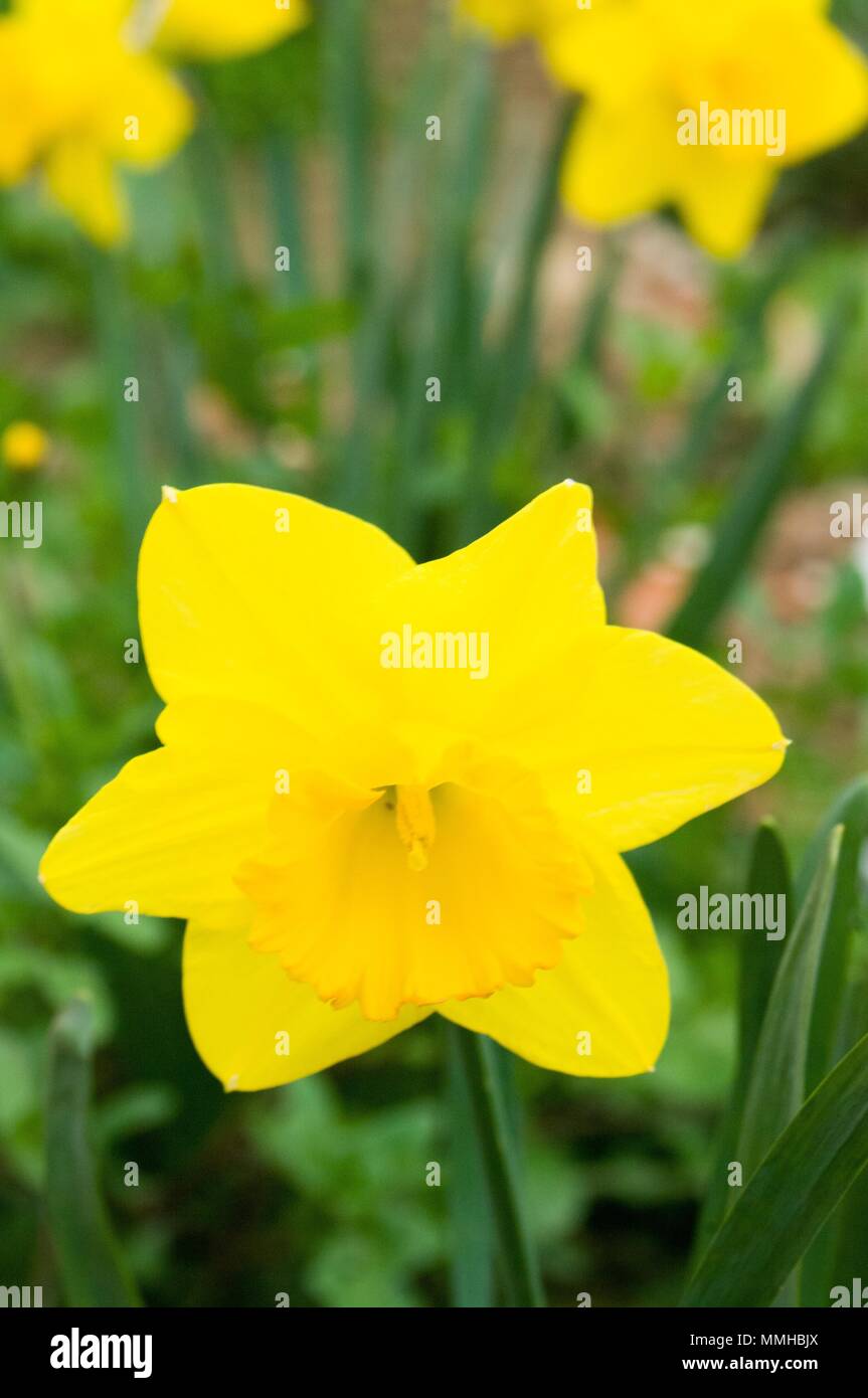 Fleur d'nacissus avec jaune en bas de ses feuilles vert Banque D'Images