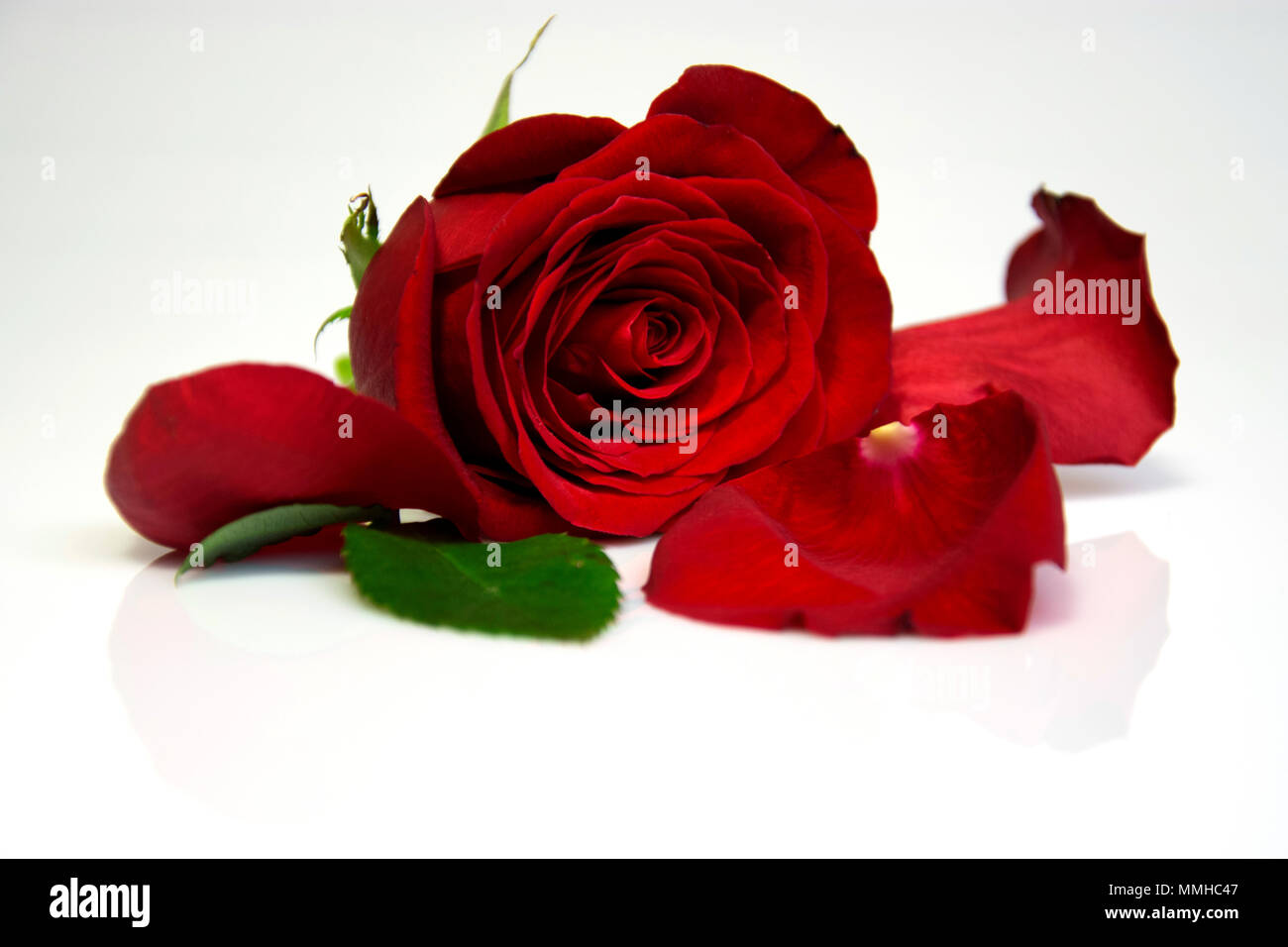 Une rose rouge sur un fond blanc avec reflet Banque D'Images